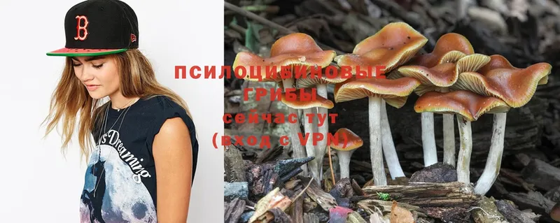 Псилоцибиновые грибы Psilocybine cubensis  где продают наркотики  Петушки 